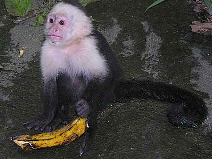 Rh Monkey