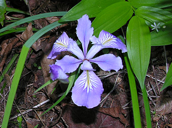wild Iris