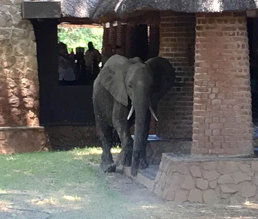 Mfuwe