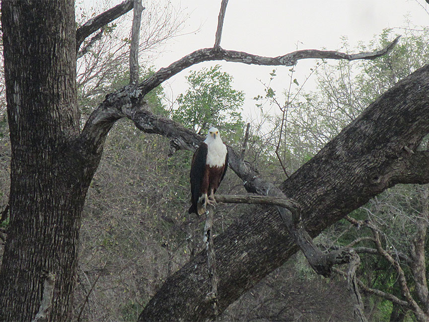 Mfuwe