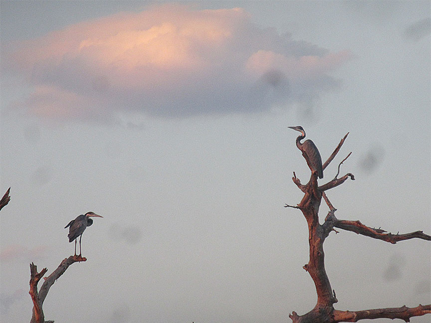 Mfuwe