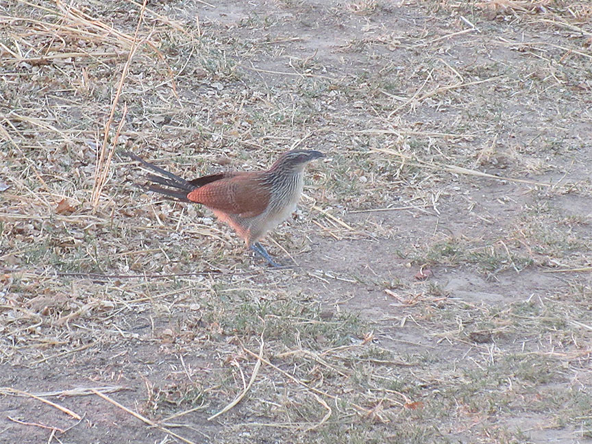 Mfuwe