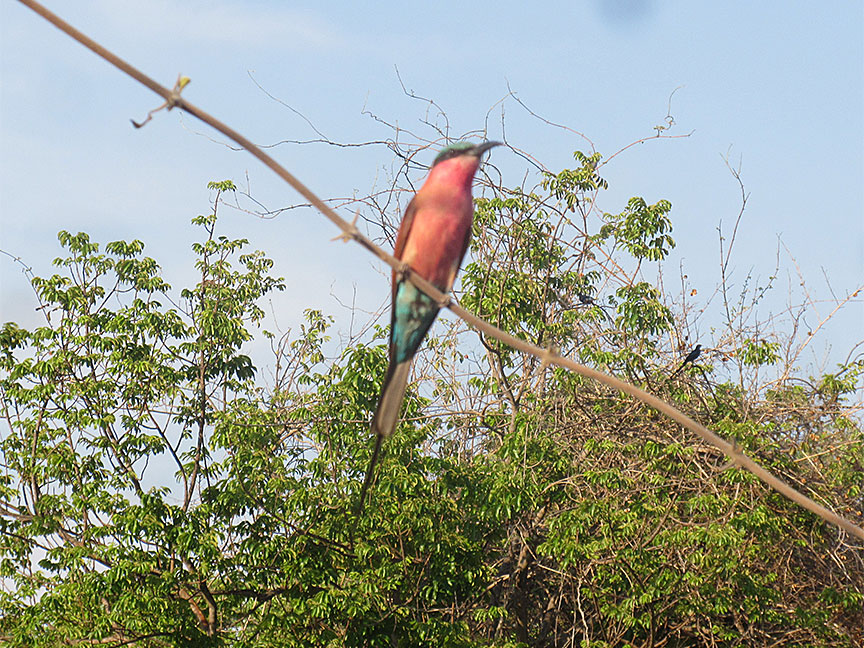 Mfuwe
