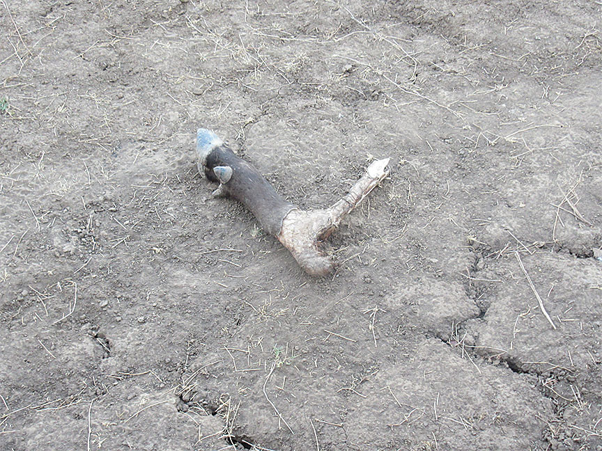 Mfuwe