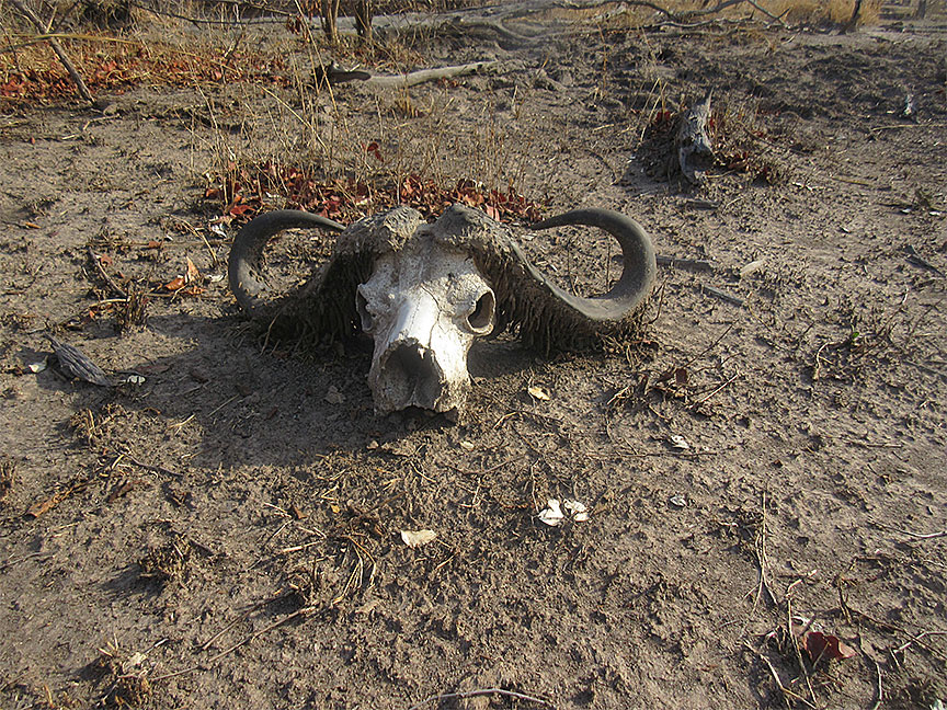 Mfuwe
