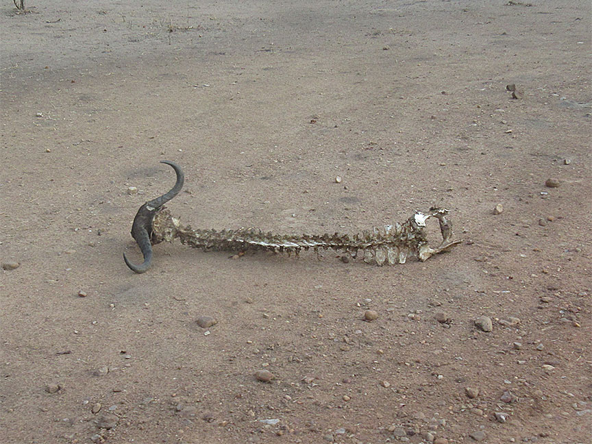 Mfuwe