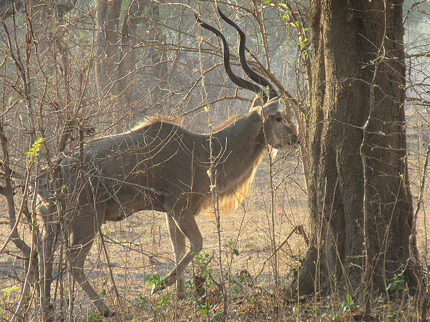 Mfuwe
