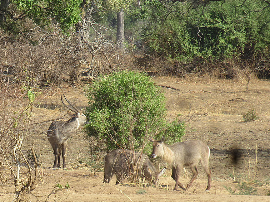 Mfuwe
