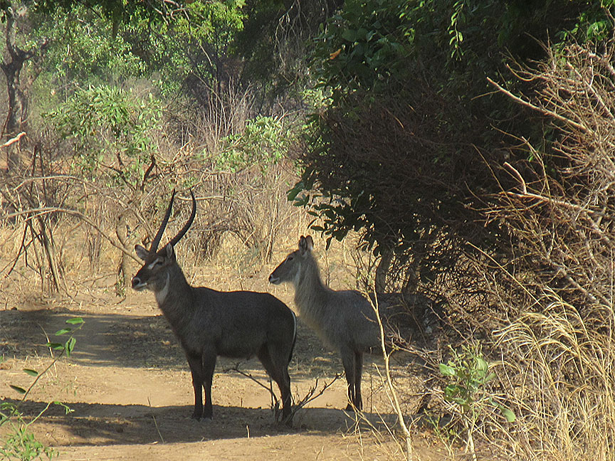 Mfuwe