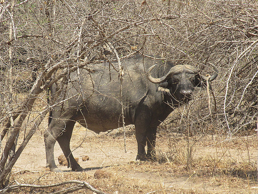 Mfuwe