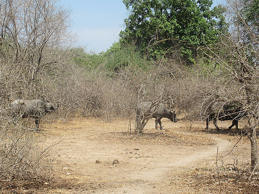 Mfuwe