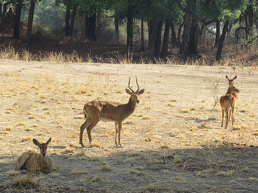 Mfuwe