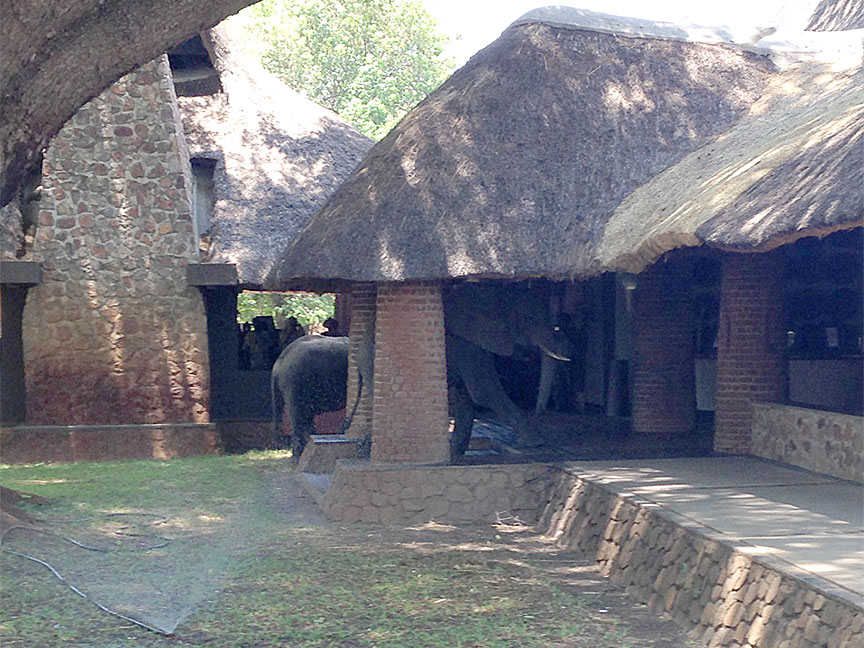 Mfuwe