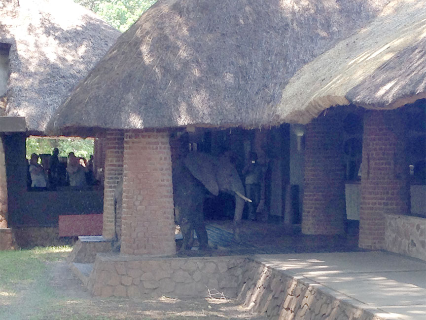 Mfuwe