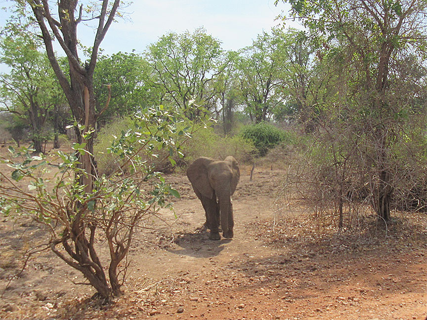 Mfuwe
