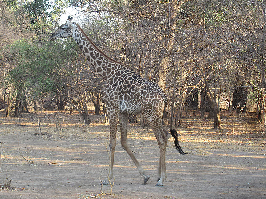 Mfuwe