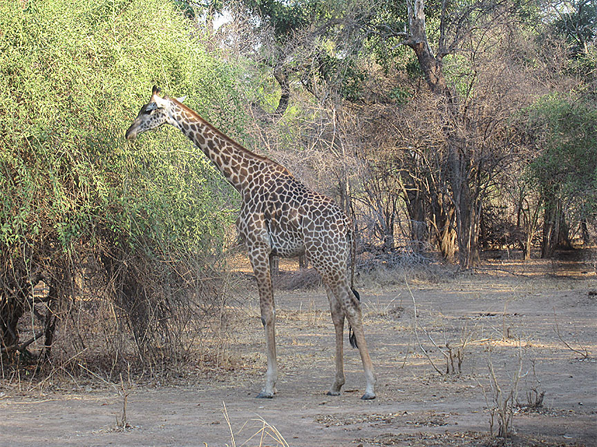 Mfuwe