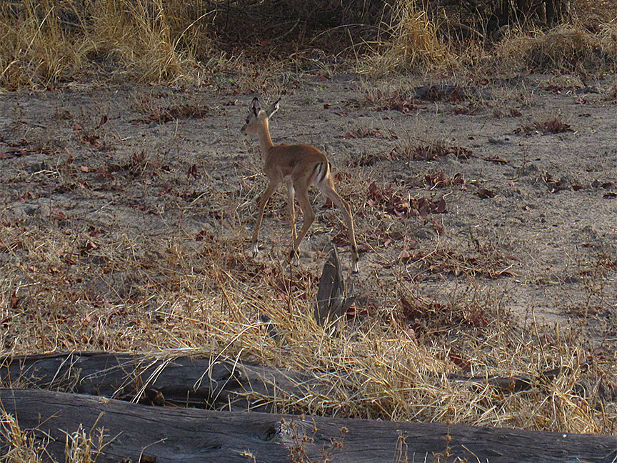 Mfuwe