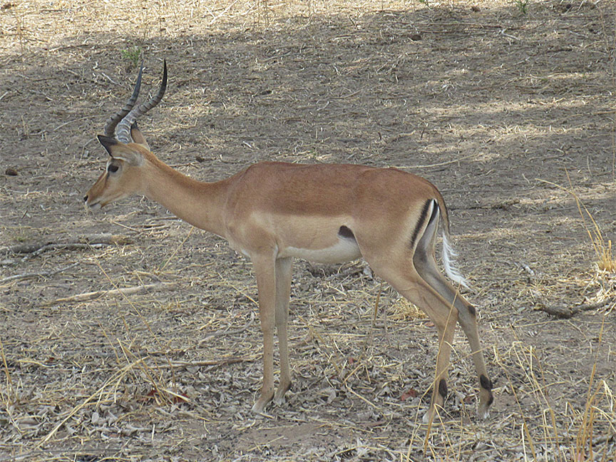 Mfuwe