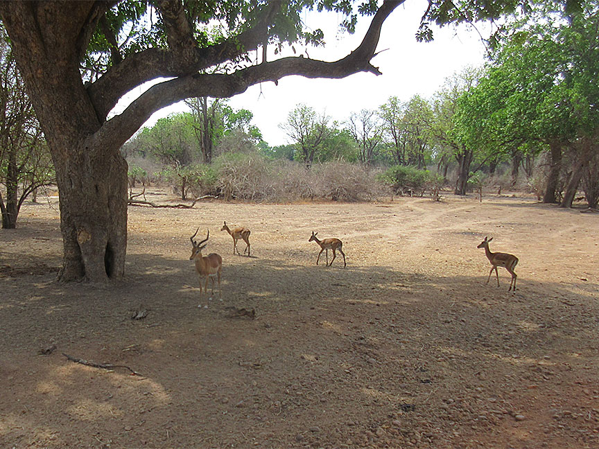 Mfuwe