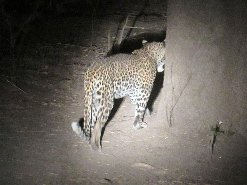 Mfuwe