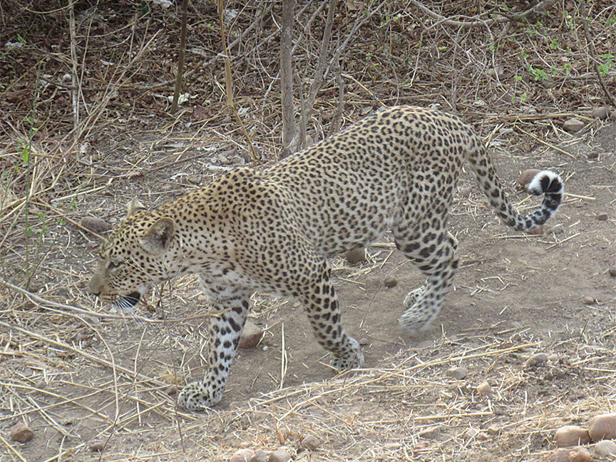 Mfuwe