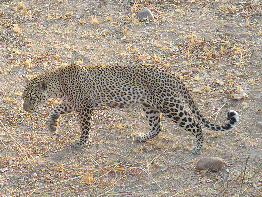 Mfuwe