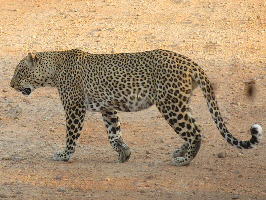 Mfuwe