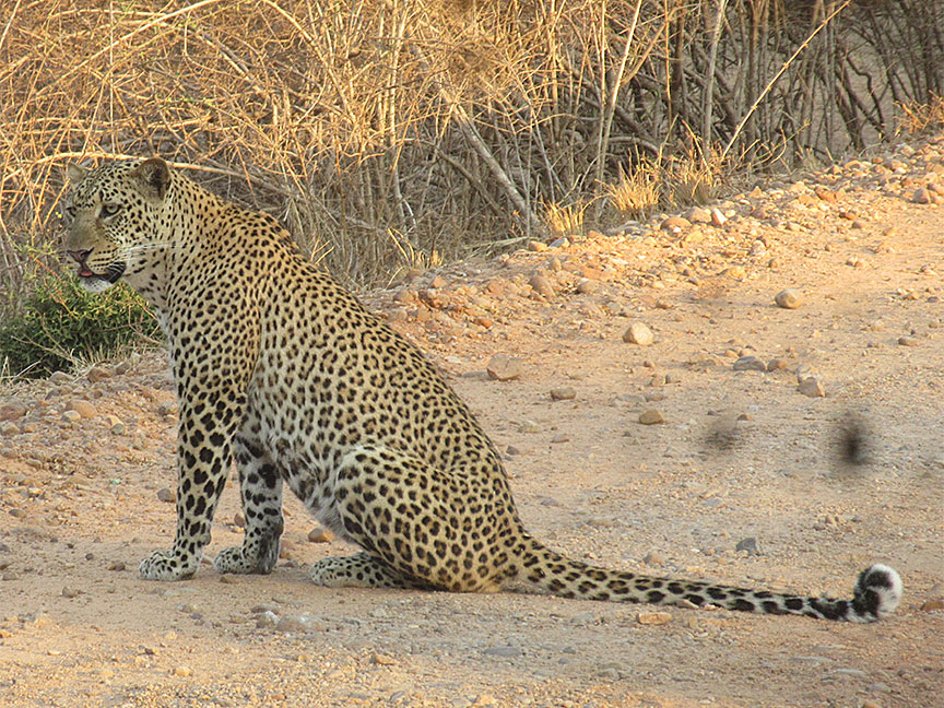 Mfuwe