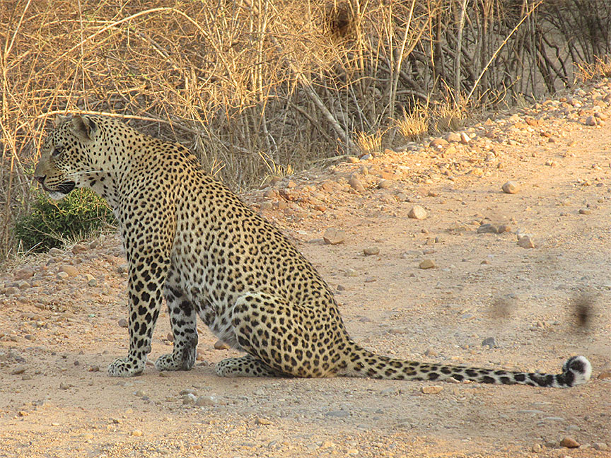 Mfuwe