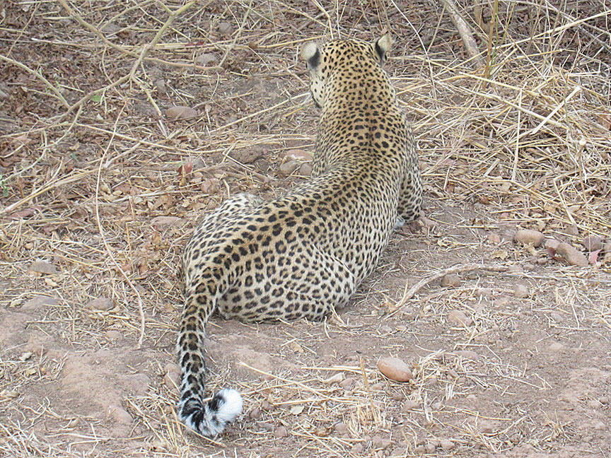 Mfuwe