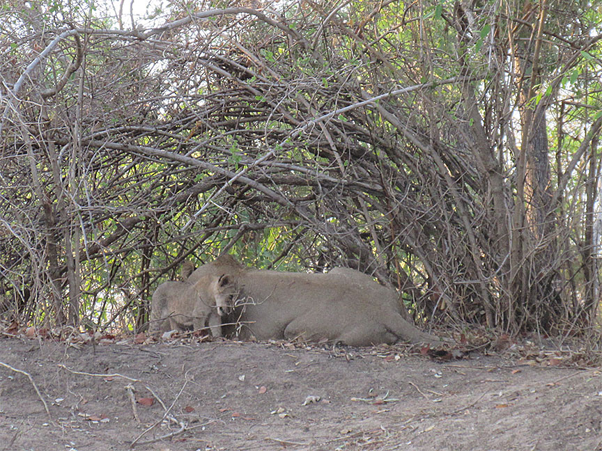 Mfuwe