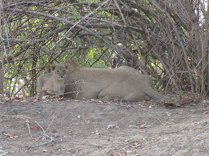 Mfuwe