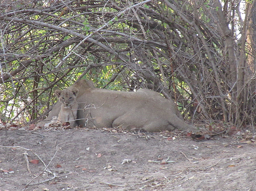 Mfuwe