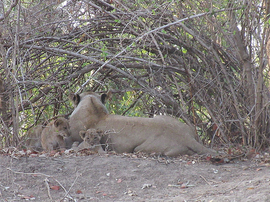 Mfuwe