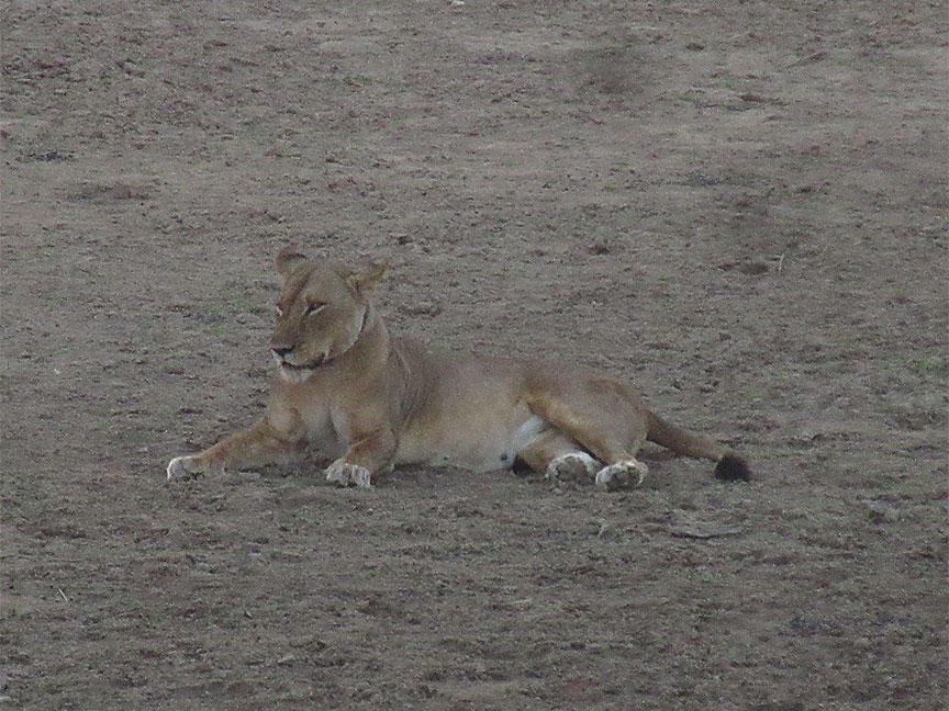 Mfuwe