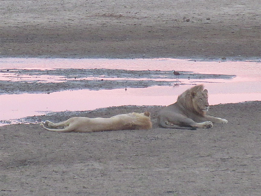 Mfuwe