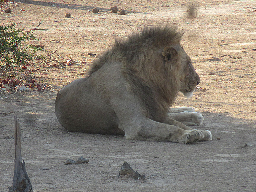 Mfuwe