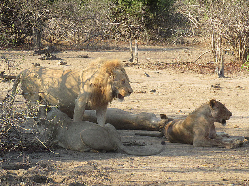 Mfuwe
