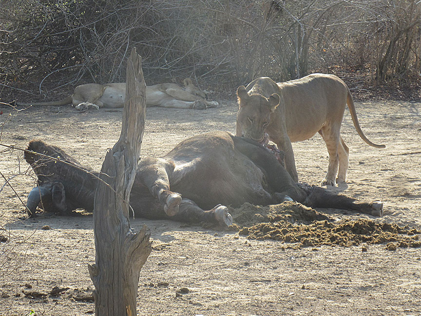 Mfuwe
