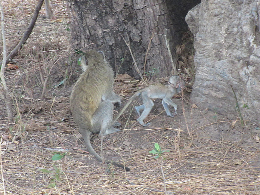 Mfuwe