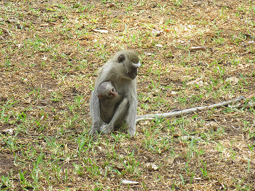 Mfuwe