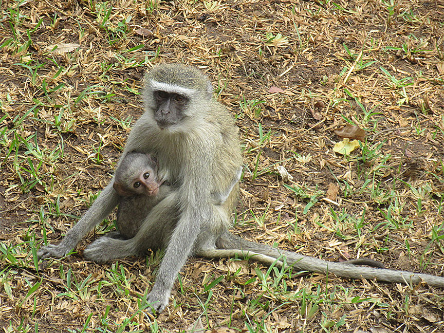 Mfuwe