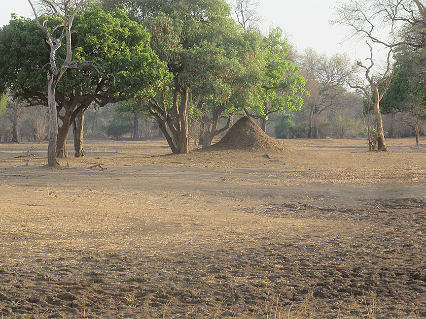 Mfuwe