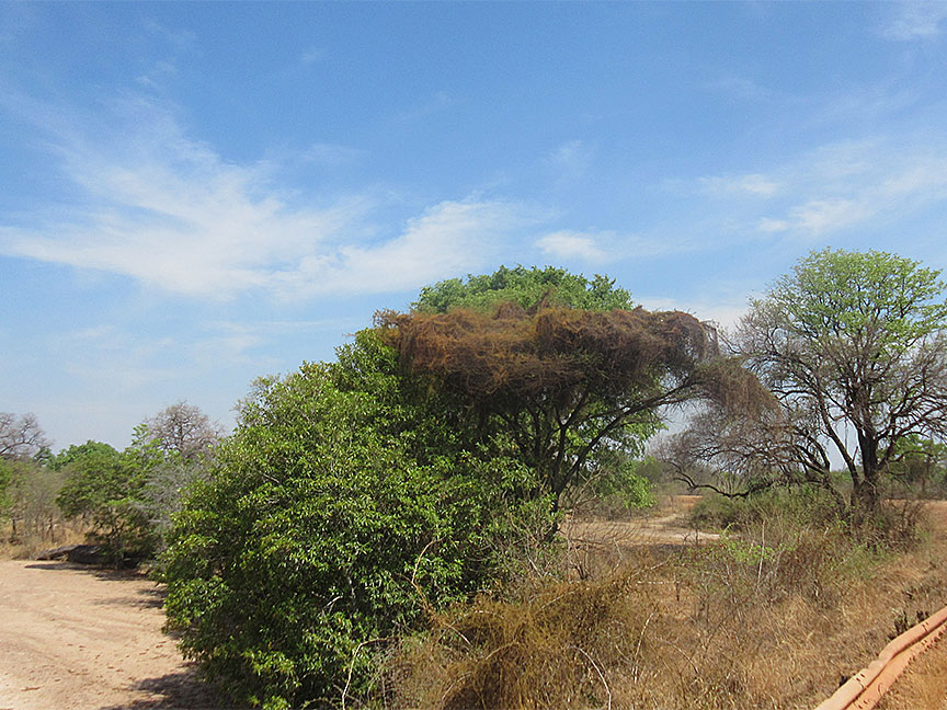 Mfuwe