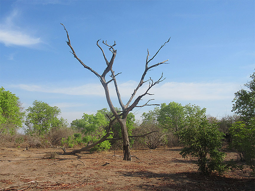 Mfuwe