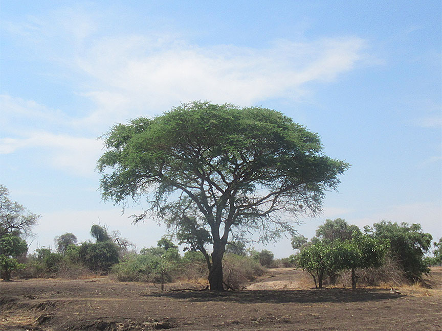 Mfuwe