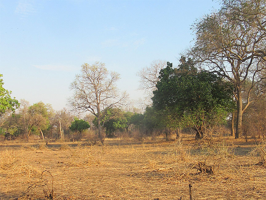 Mfuwe