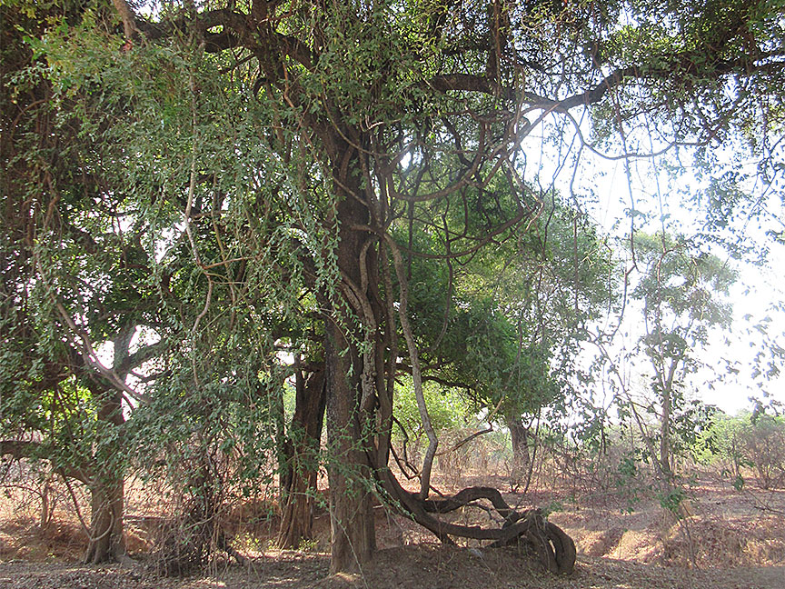 Mfuwe