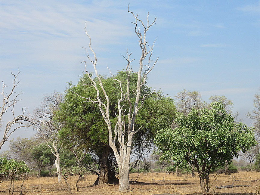 Mfuwe